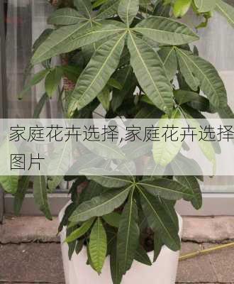 家庭花卉选择,家庭花卉选择图片-第2张图片-花卉百科