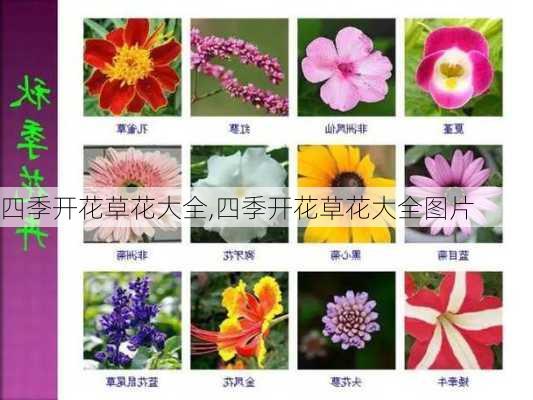 四季开花草花大全,四季开花草花大全图片