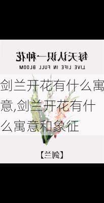 剑兰开花有什么寓意,剑兰开花有什么寓意和象征