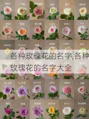 各种玫瑰花的名字,各种玫瑰花的名字大全-第3张图片-花卉百科