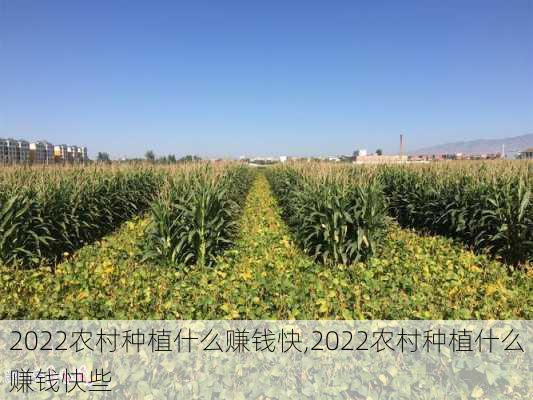 2022农村种植什么赚钱快,2022农村种植什么赚钱快些