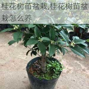 桂花树苗盆栽,桂花树苗盆栽怎么养