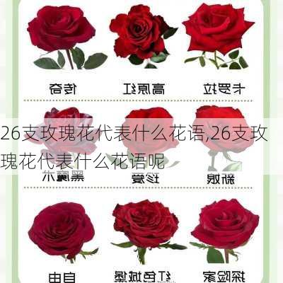 26支玫瑰花代表什么花语,26支玫瑰花代表什么花语呢