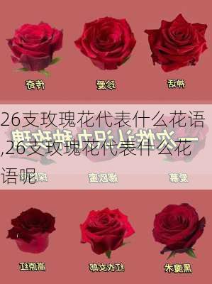 26支玫瑰花代表什么花语,26支玫瑰花代表什么花语呢-第2张图片-花卉百科