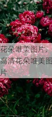 花朵唯美图片,高清花朵唯美图片