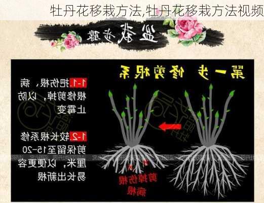 牡丹花移栽方法,牡丹花移栽方法视频