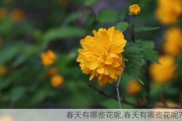 春天有哪些花呢,春天有哪些花呢?-第1张图片-花卉百科