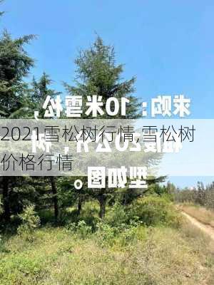 2021雪松树行情,雪松树价格行情-第2张图片-花卉百科