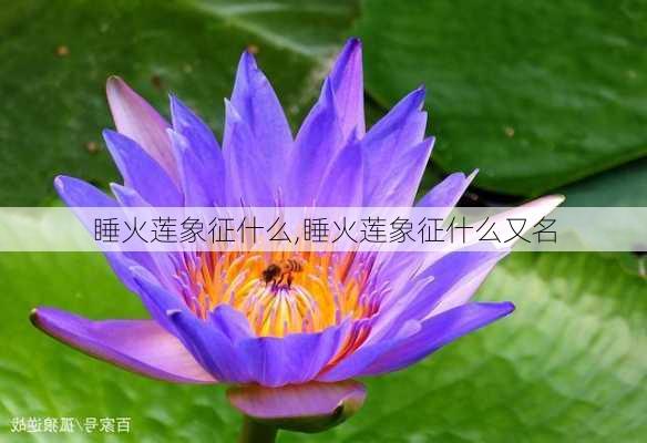 睡火莲象征什么,睡火莲象征什么又名-第2张图片-花卉百科