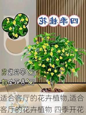 适合客厅的花卉植物,适合客厅的花卉植物 四季开花