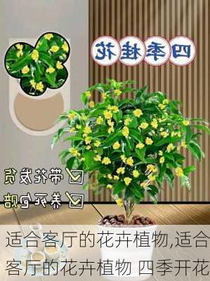 适合客厅的花卉植物,适合客厅的花卉植物 四季开花-第2张图片-花卉百科