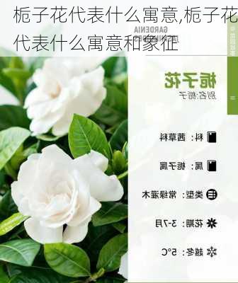 栀子花代表什么寓意,栀子花代表什么寓意和象征