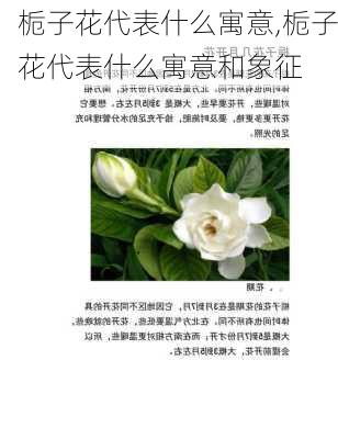 栀子花代表什么寓意,栀子花代表什么寓意和象征-第3张图片-花卉百科