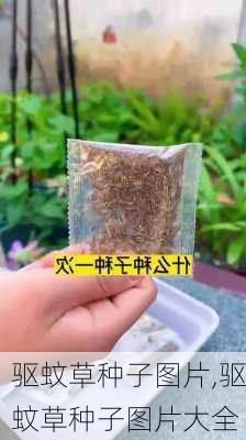 驱蚊草种子图片,驱蚊草种子图片大全-第1张图片-花卉百科