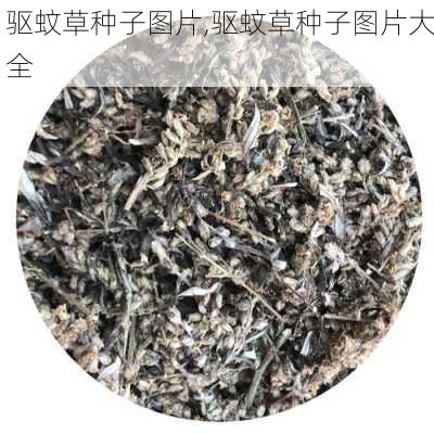 驱蚊草种子图片,驱蚊草种子图片大全-第2张图片-花卉百科