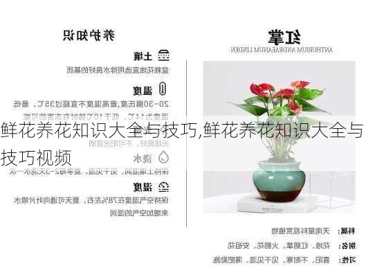 鲜花养花知识大全与技巧,鲜花养花知识大全与技巧视频