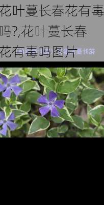 花叶蔓长春花有毒吗?,花叶蔓长春花有毒吗图片