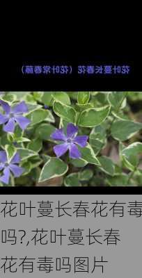 花叶蔓长春花有毒吗?,花叶蔓长春花有毒吗图片-第2张图片-花卉百科