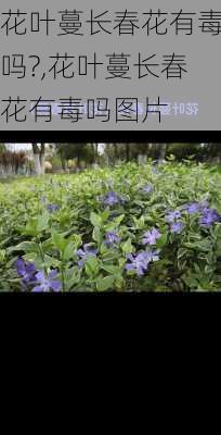 花叶蔓长春花有毒吗?,花叶蔓长春花有毒吗图片-第3张图片-花卉百科