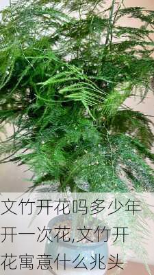 文竹开花吗多少年开一次花,文竹开花寓意什么兆头