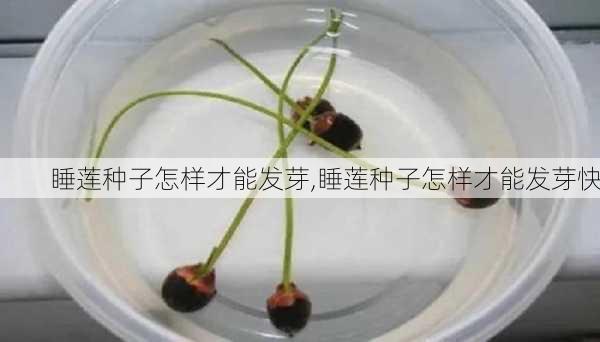 睡莲种子怎样才能发芽,睡莲种子怎样才能发芽快