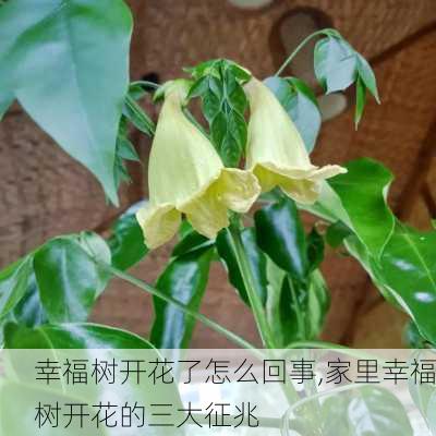 幸福树开花了怎么回事,家里幸福树开花的三大征兆-第1张图片-花卉百科