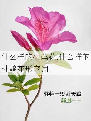 什么样的杜鹃花,什么样的杜鹃花形容词