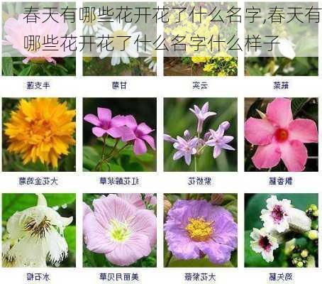 春天有哪些花开花了什么名字,春天有哪些花开花了什么名字什么样子