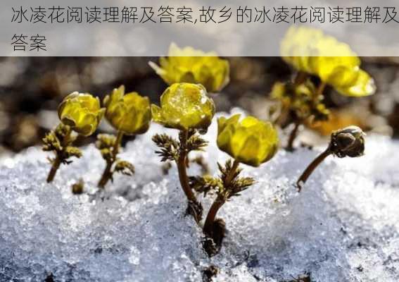 冰凌花阅读理解及答案,故乡的冰凌花阅读理解及答案