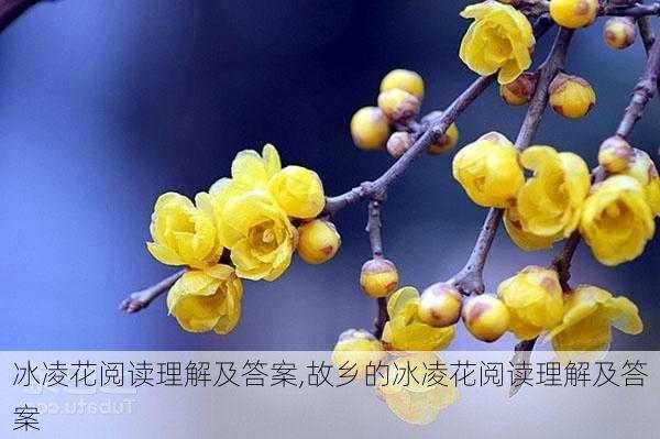 冰凌花阅读理解及答案,故乡的冰凌花阅读理解及答案-第3张图片-花卉百科