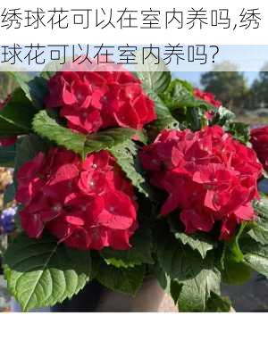 绣球花可以在室内养吗,绣球花可以在室内养吗?-第2张图片-花卉百科