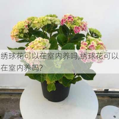 绣球花可以在室内养吗,绣球花可以在室内养吗?-第1张图片-花卉百科