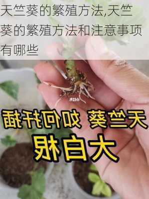 天竺葵的繁殖方法,天竺葵的繁殖方法和注意事项有哪些-第3张图片-花卉百科