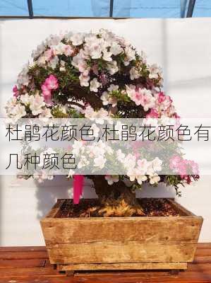 杜鹃花颜色,杜鹃花颜色有几种颜色