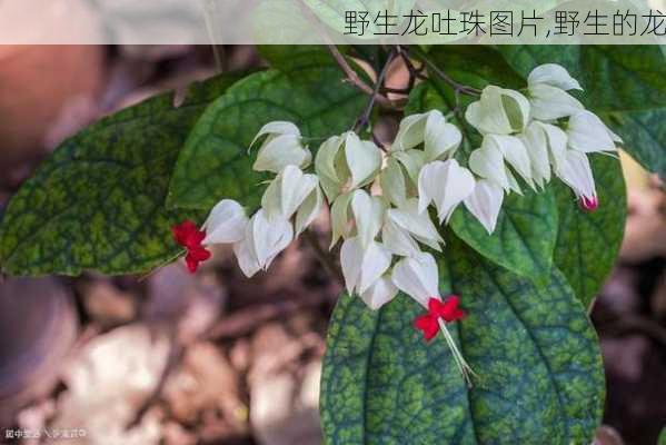 野生龙吐珠图片,野生的龙-第2张图片-花卉百科