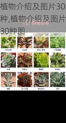 植物介绍及图片30种,植物介绍及图片30种图