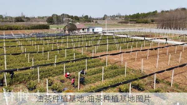 油茶种植基地,油茶种植基地图片-第2张图片-花卉百科