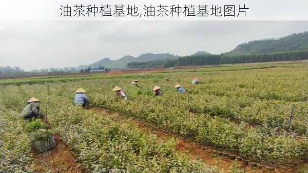 油茶种植基地,油茶种植基地图片