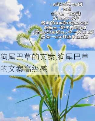 狗尾巴草的文案,狗尾巴草的文案高级感