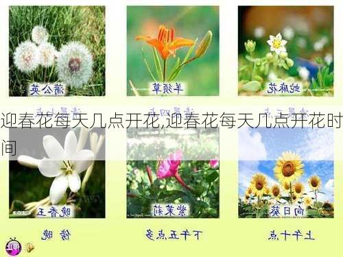 迎春花每天几点开花,迎春花每天几点开花时间