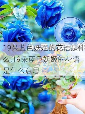 19朵蓝色妖姬的花语是什么,19朵蓝色妖姬的花语是什么意思-第3张图片-花卉百科