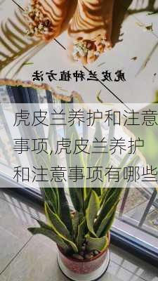 虎皮兰养护和注意事项,虎皮兰养护和注意事项有哪些