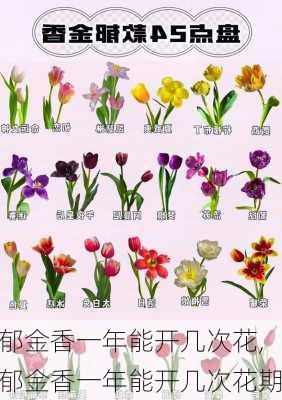 郁金香一年能开几次花,郁金香一年能开几次花期