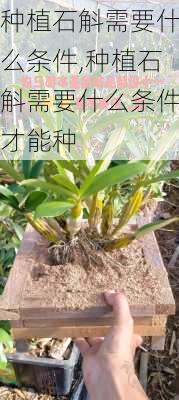 种植石斛需要什么条件,种植石斛需要什么条件才能种