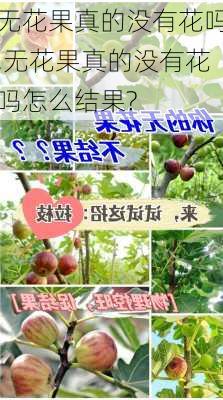 无花果真的没有花吗,无花果真的没有花吗怎么结果?