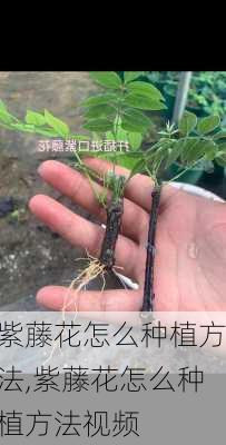 紫藤花怎么种植方法,紫藤花怎么种植方法视频-第1张图片-花卉百科