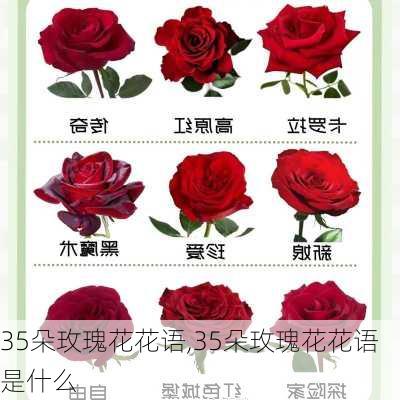 35朵玫瑰花花语,35朵玫瑰花花语是什么-第2张图片-花卉百科