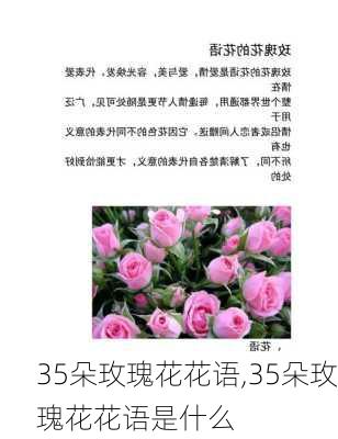 35朵玫瑰花花语,35朵玫瑰花花语是什么-第1张图片-花卉百科