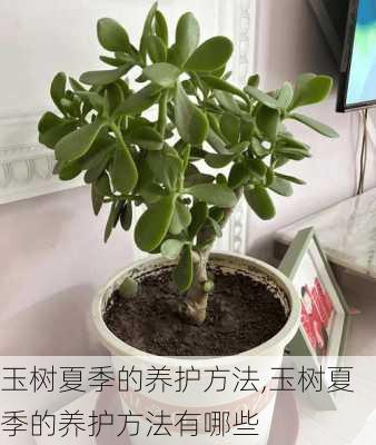 玉树夏季的养护方法,玉树夏季的养护方法有哪些-第2张图片-花卉百科