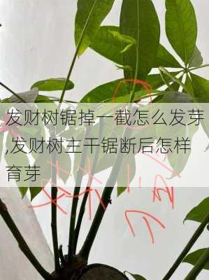 发财树锯掉一截怎么发芽,发财树主干锯断后怎样育芽-第3张图片-花卉百科